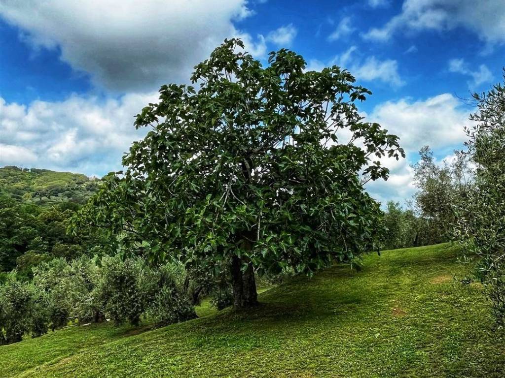 Rustico / casale a Castagneto carducci - Foto 5