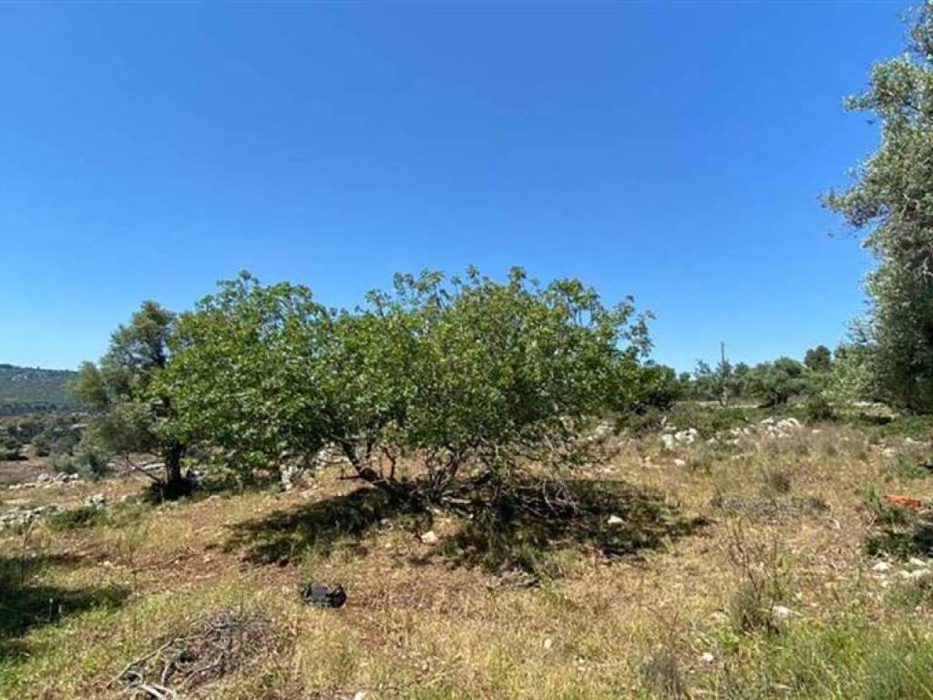 Terreno a Noto - Foto 3