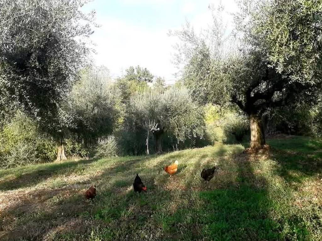 Terreno a Montefiore conca in Via Santa Maria della Neve - Foto 2