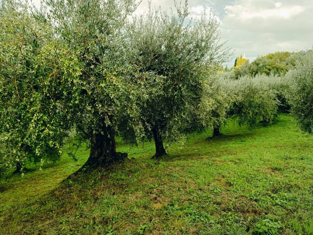 Terreno a Montefiore conca in Via Santa Maria della Neve - Foto 5