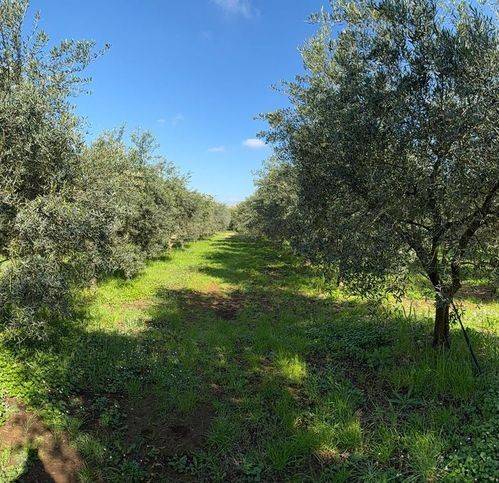 Terreno a Cori - Foto 5