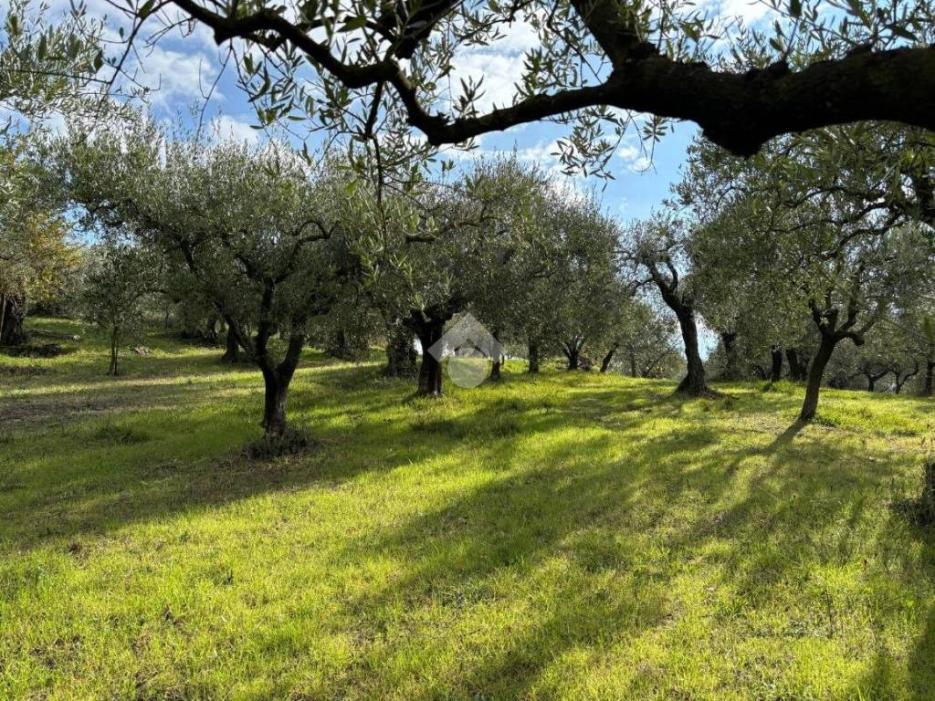 Terreno a Sant'agata de' goti in Frazione Presta - Foto 3