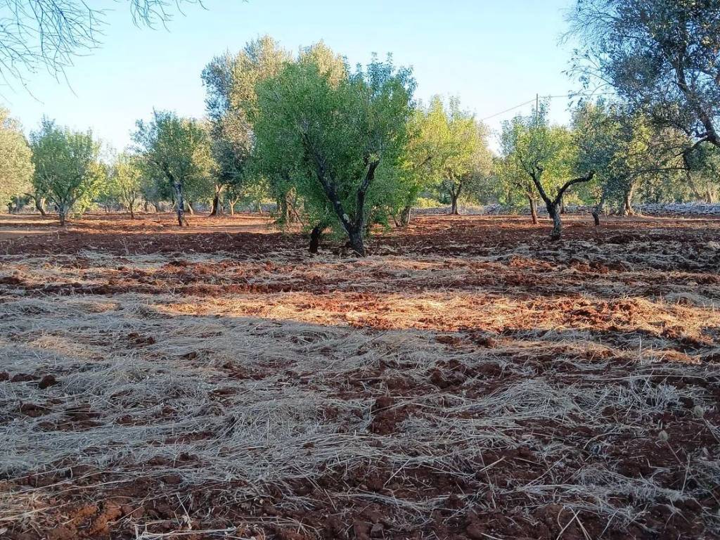 Rustico / casale a Ceglie messapica in Contrada Sardella No Number - Foto 4