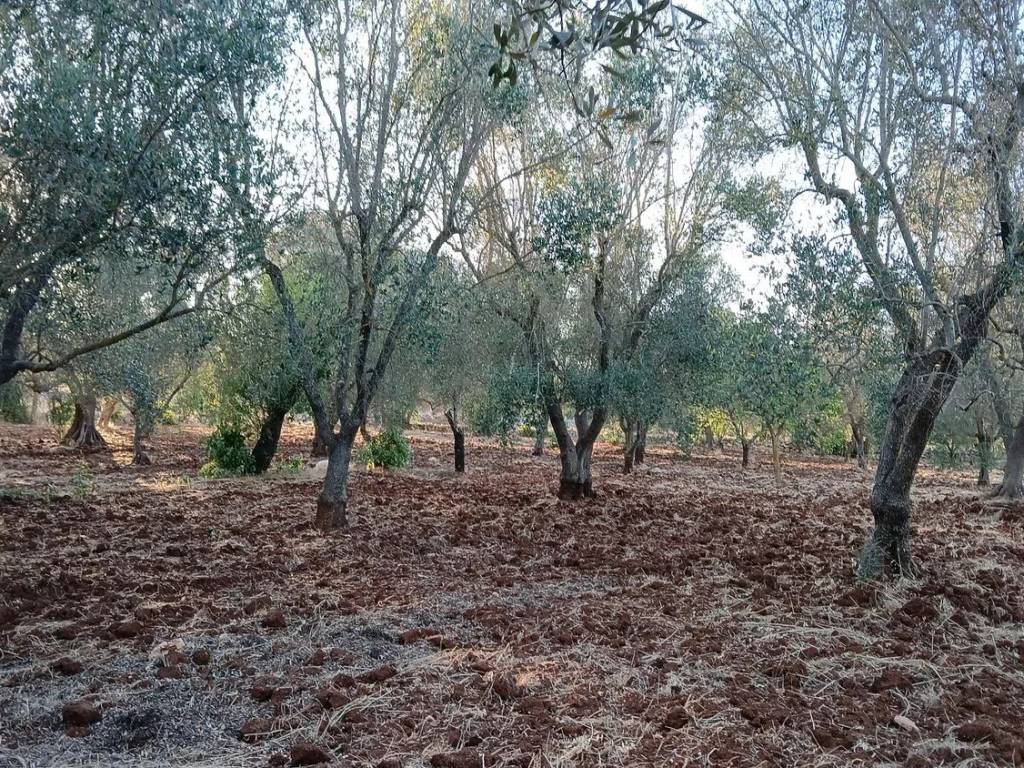 Rustico / casale a Ceglie messapica in Contrada Sardella No Number - Foto 5
