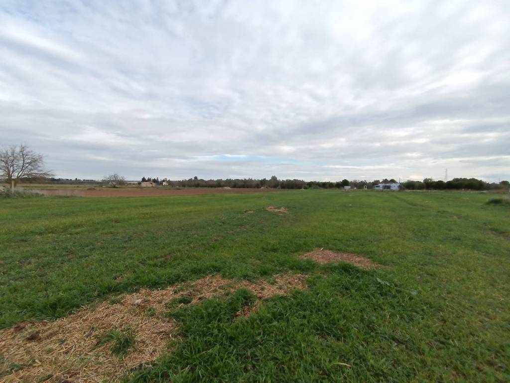 Terreno a Alezio - Foto 4