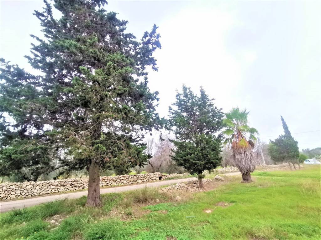 Terreno a Alezio - Foto 4