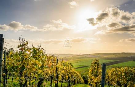 Terreno a Castelfranco veneto in Via Vittorio Veneto - Foto 3