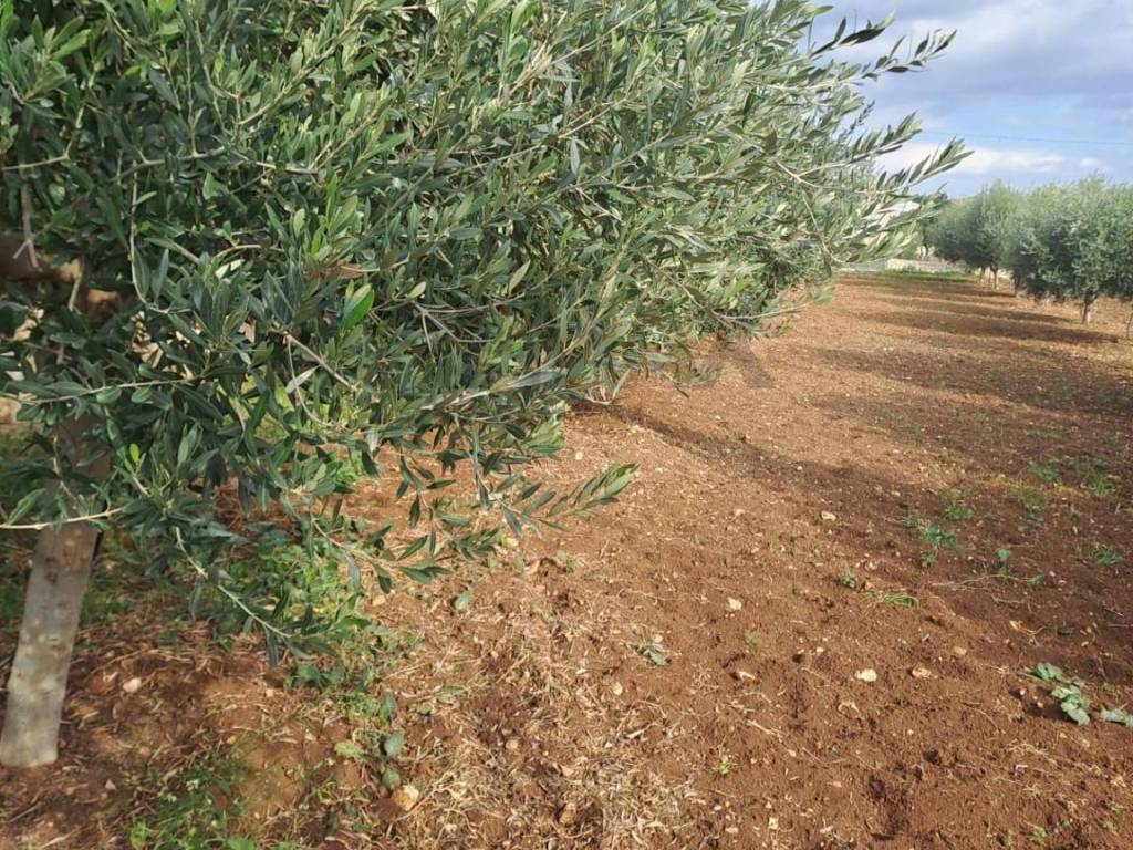 Terreno a Scicli in C.da Trippatore - Foto 3