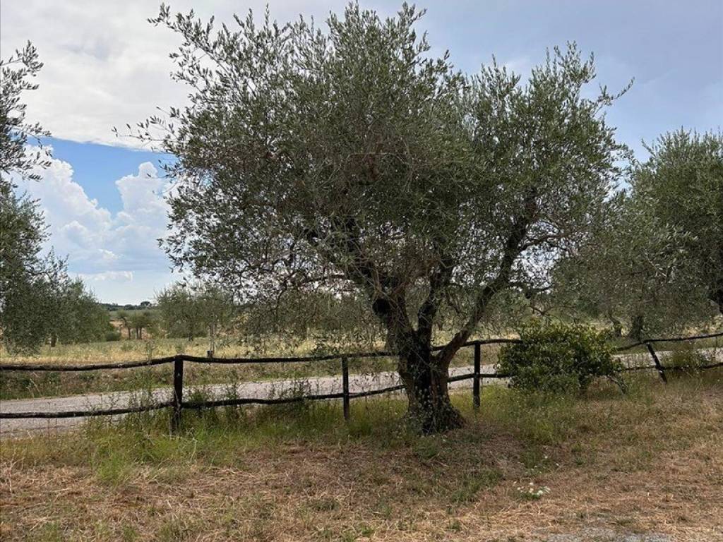 Villa a Castiglione del lago - Foto 3