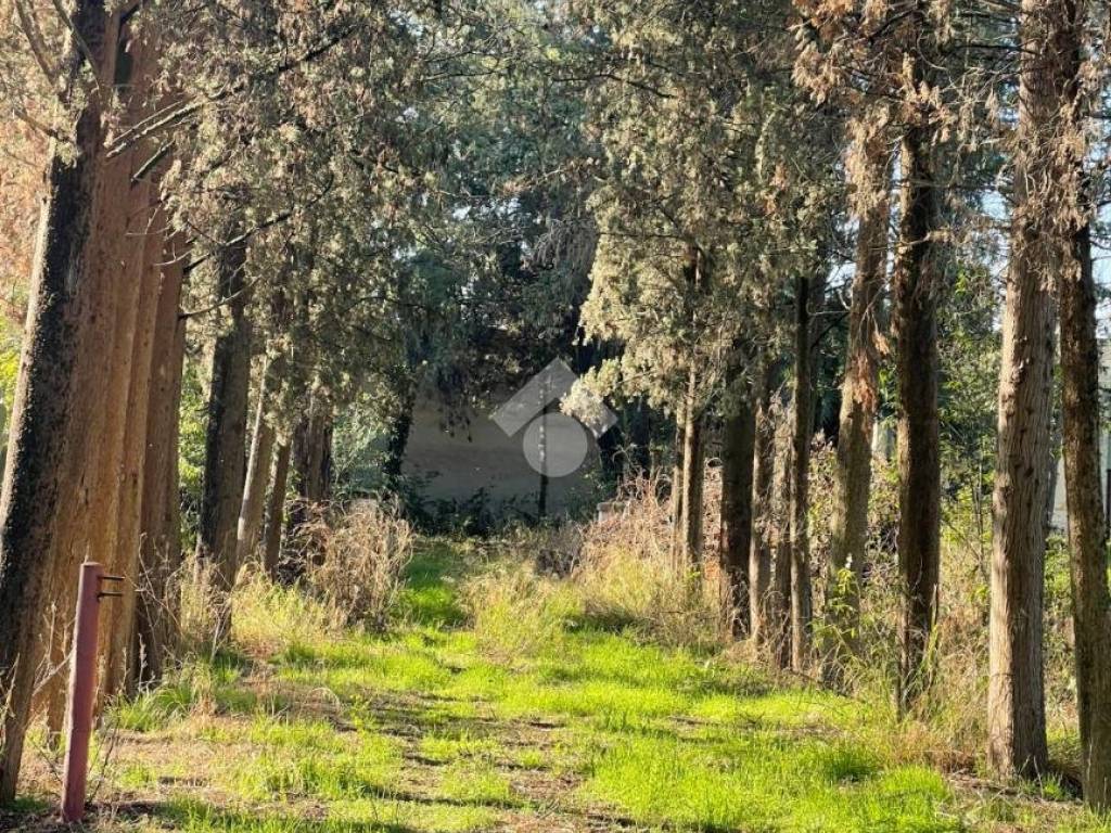 Rustico / casale a Minervino murge in Contrada lamalunga - Foto 2