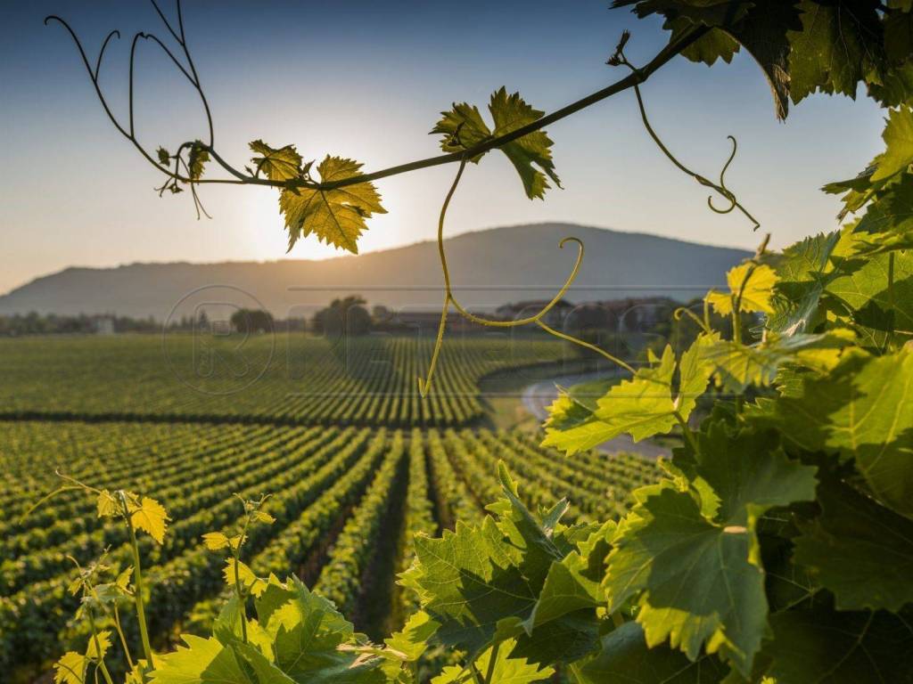 Terreno a Mazara del vallo - Foto 2