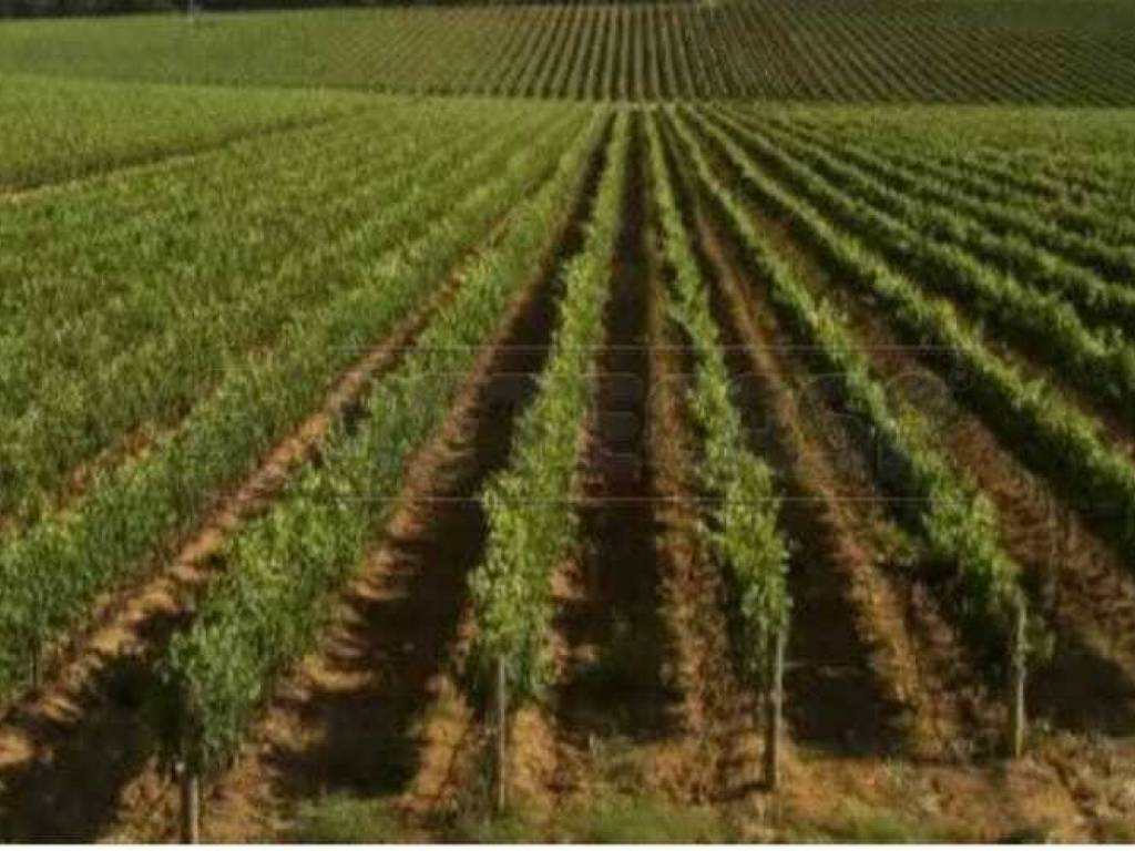 Terreno a Mazara del vallo - Foto 4
