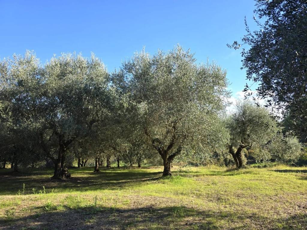 Terreno a Colle di val d'elsa - Foto 4