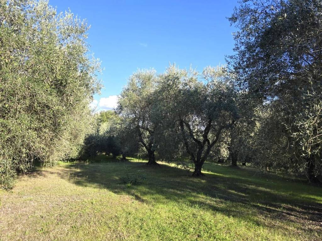 Terreno a Colle di val d'elsa - Foto 5