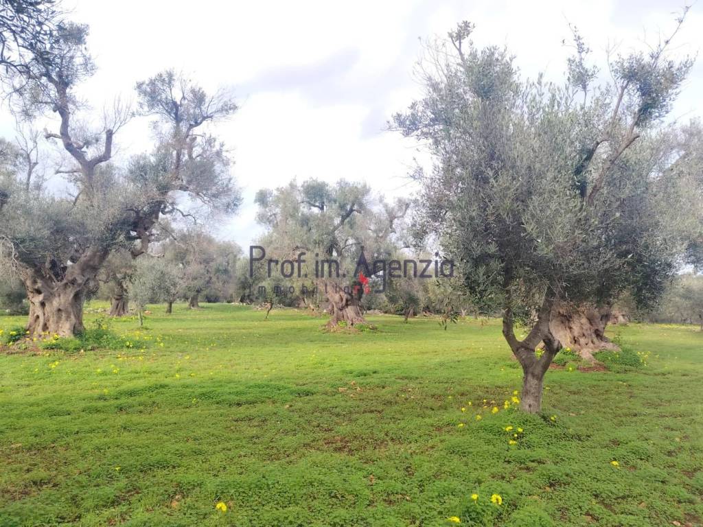 Terreno a Carovigno in Contrada Polinisso - Foto 2
