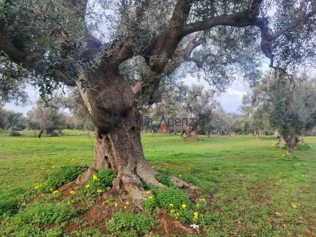 Terreno a Carovigno in Contrada Polinisso - Foto 3