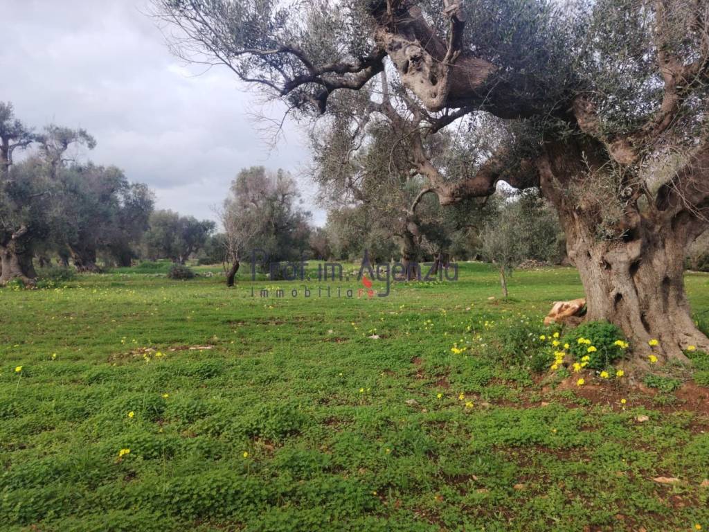 Terreno a Carovigno in Contrada Polinisso - Foto 4