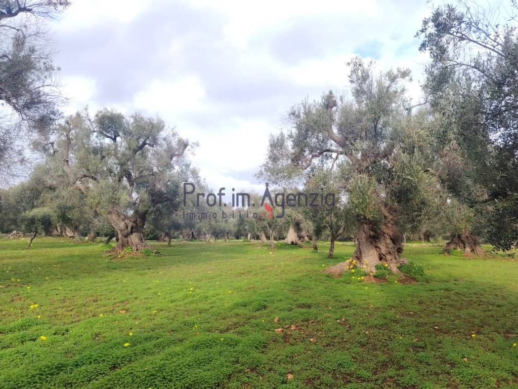 Terreno a Carovigno in Contrada Polinisso - Foto 5