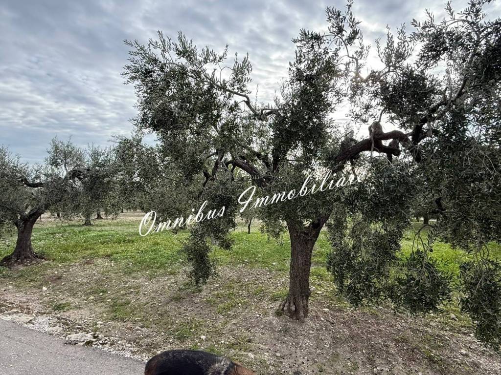 Villa a Troia in Contrada Vaccareccia - Foto 2