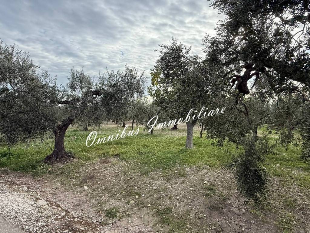 Villa a Troia in Contrada Vaccareccia - Foto 3