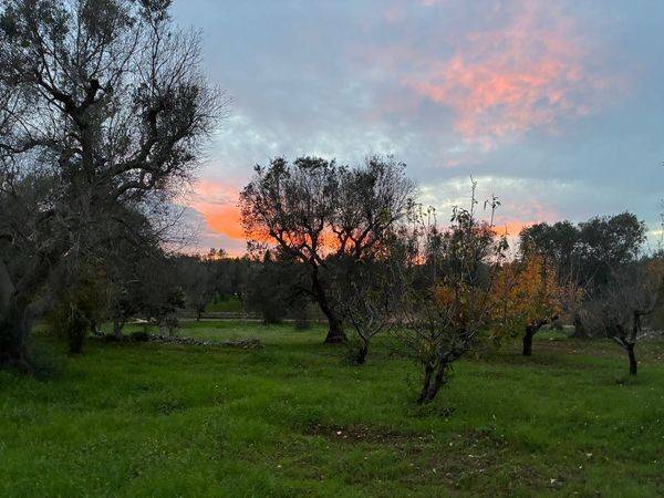 Rustico / casale a Ceglie messapica in SP26 - Foto 2