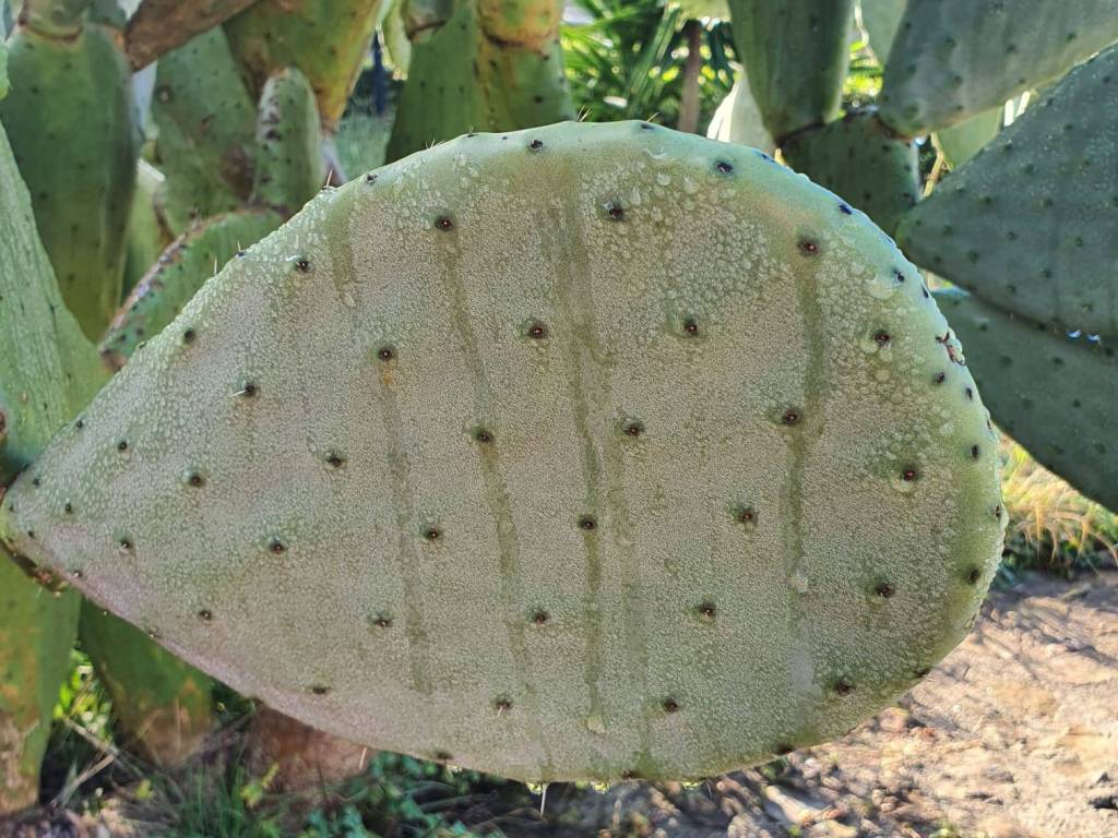 Appartamento a Rosignano marittimo in Località Sassogrosso, 77 - Foto 5