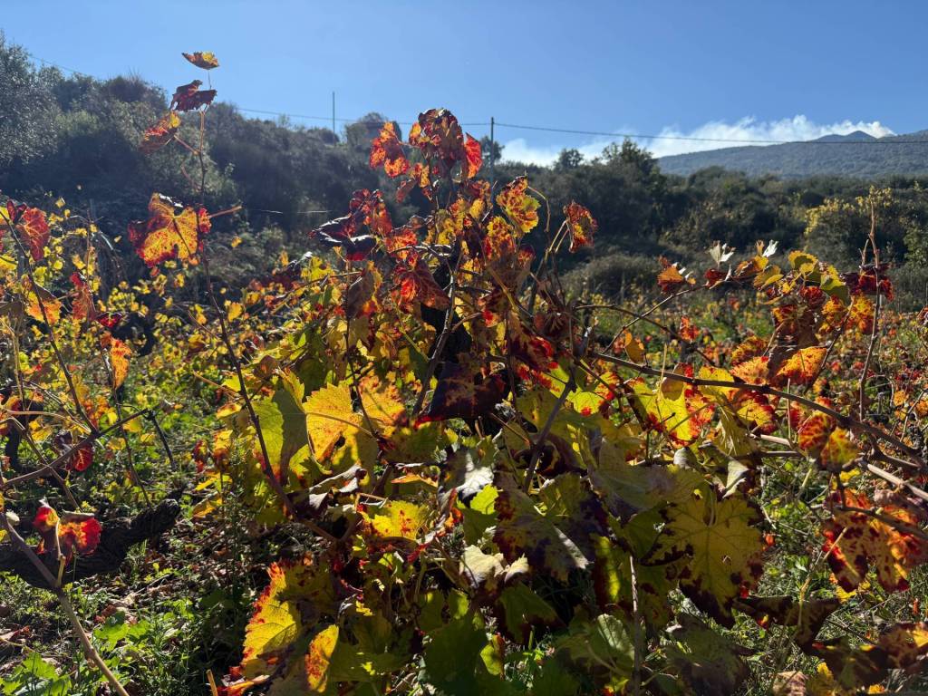 Terreno a Castiglione di sicilia in contrada marchesa - Foto 2