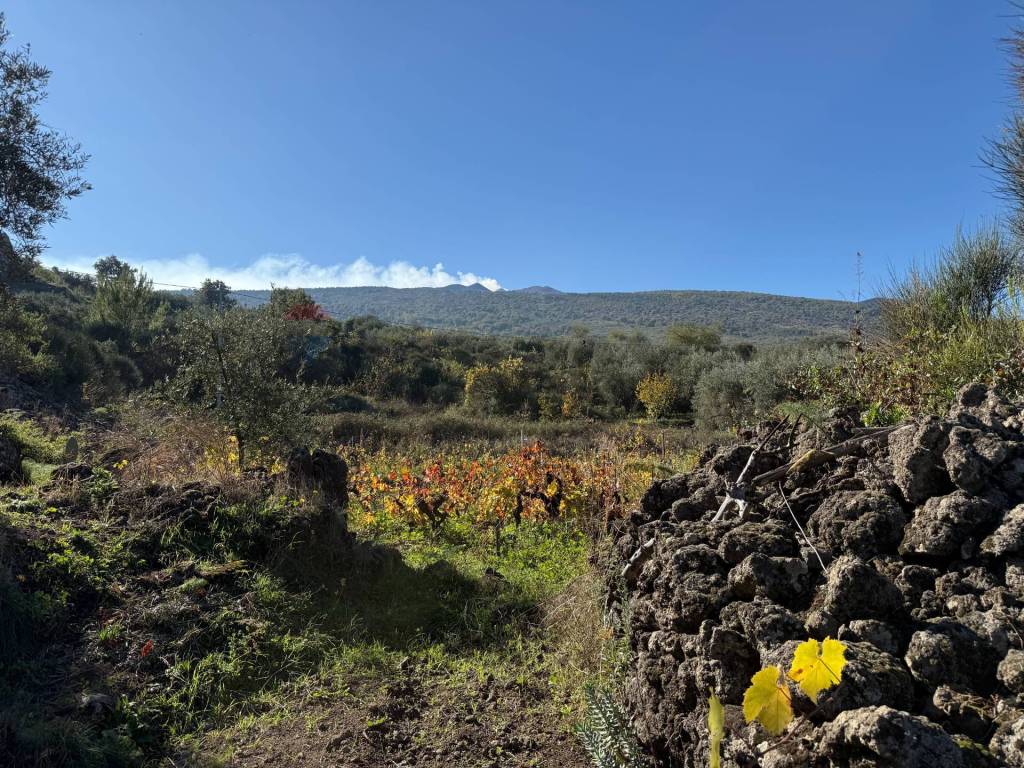 Terreno a Castiglione di sicilia in contrada marchesa - Foto 4