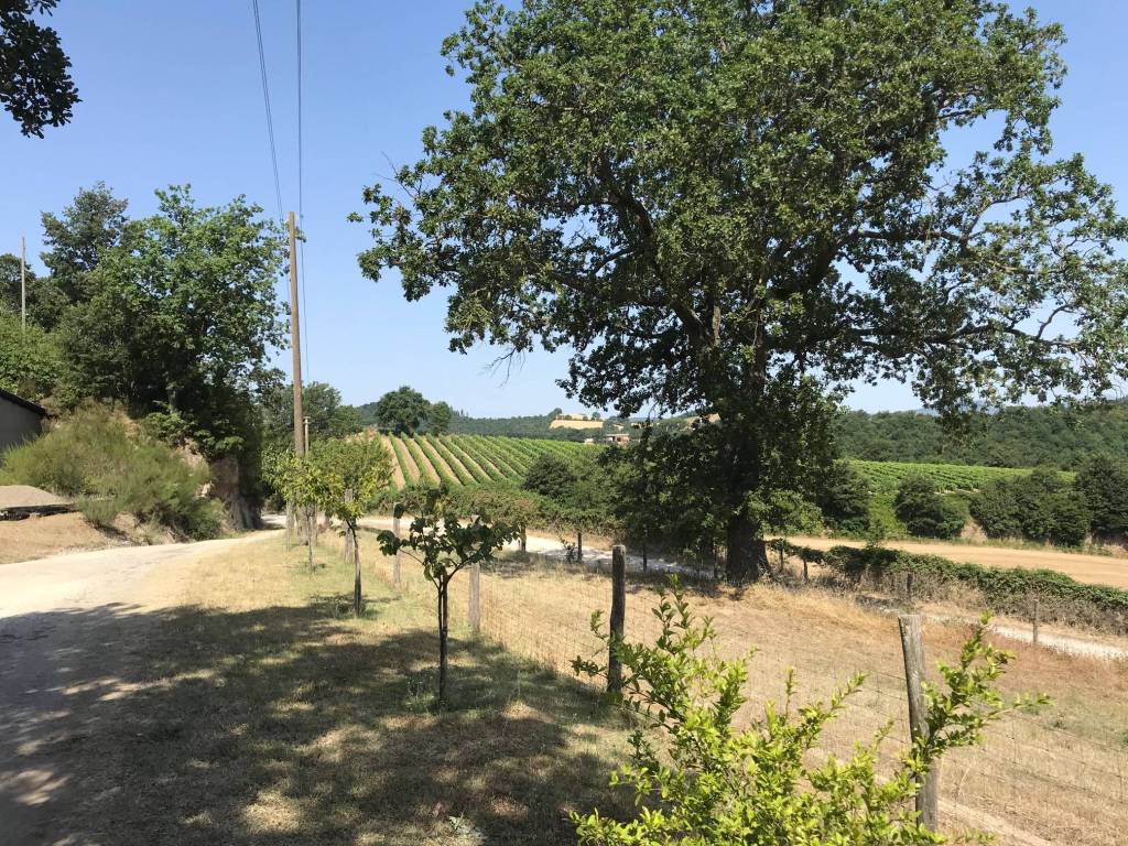 Rustico / casale a Sorano in Strada Provinciale Sovana - Foto 4