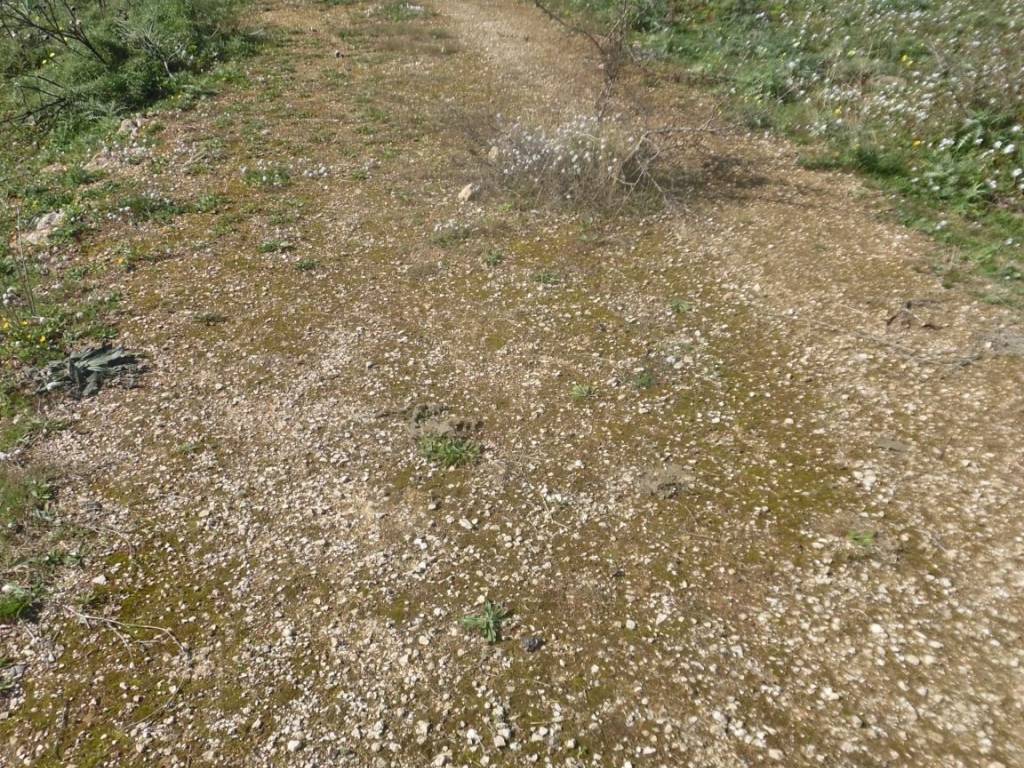 Terreno a Floridia - Foto 5