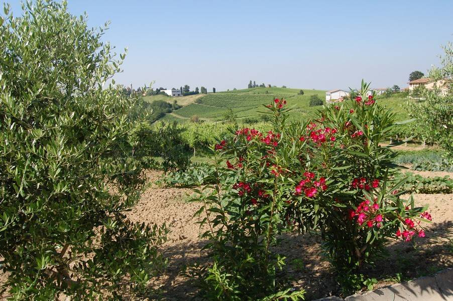 Rustico / casale a Montù beccaria - Foto 2
