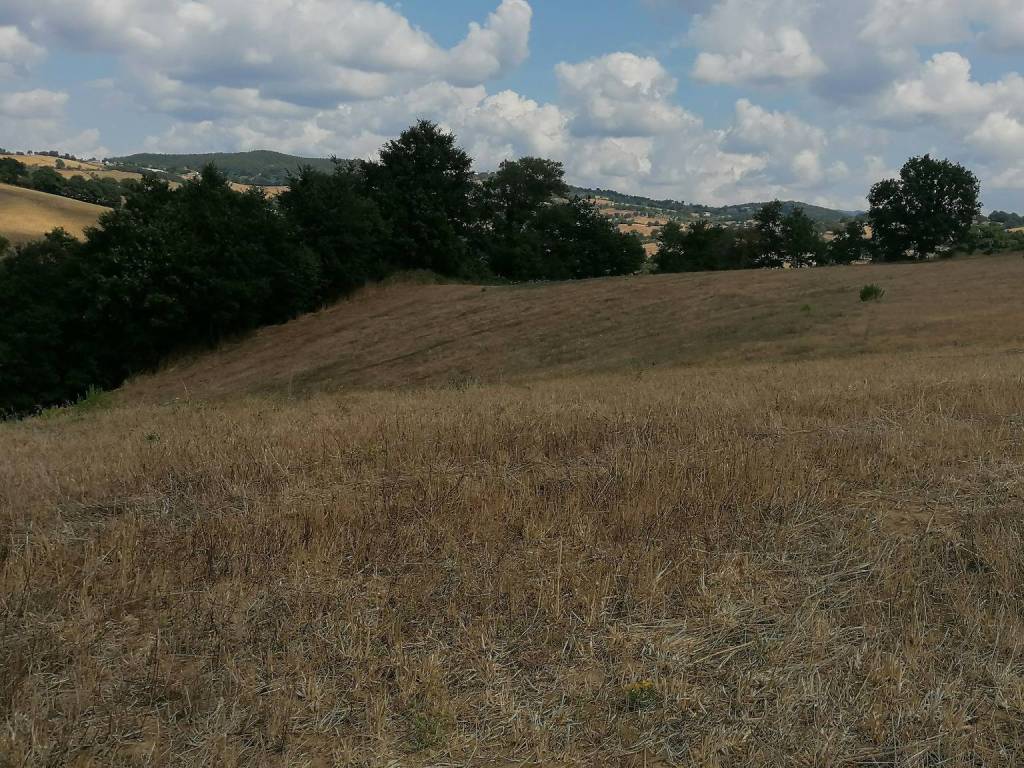 Terreno a Manciano in VIA MERCANTE - Foto 3