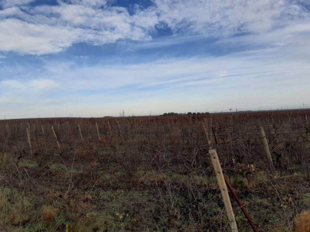 Terreno a Manduria in Strada Provinciale 142 s.n.c - Foto 2