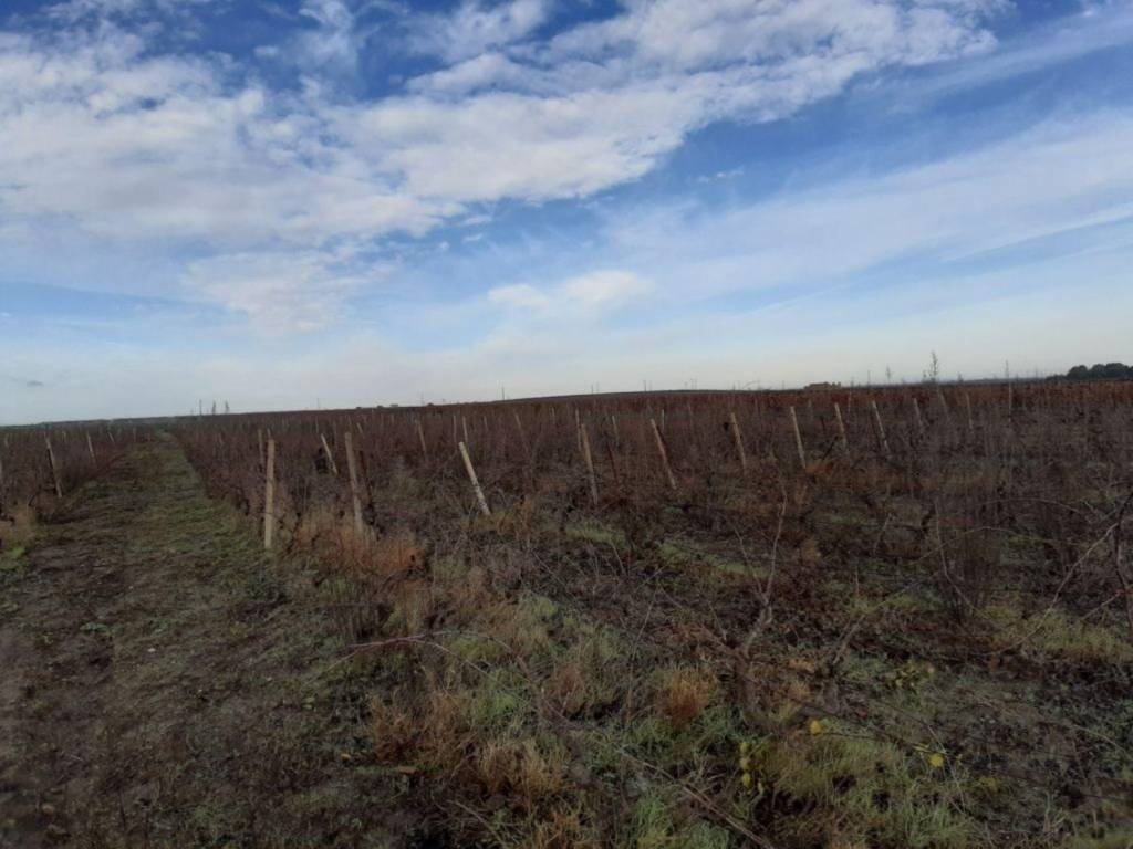 Terreno a Manduria in Strada Provinciale 142 s.n.c - Foto 3