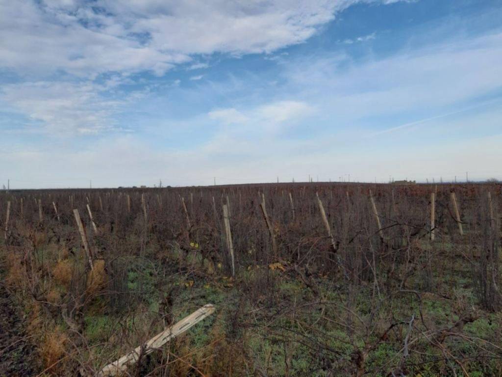 Terreno a Manduria in Strada Provinciale 142 s.n.c - Foto 4