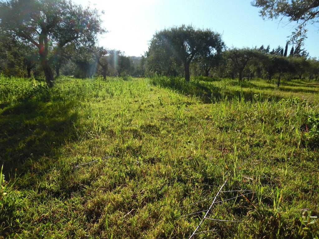 Terreno a Floridia - Foto 5