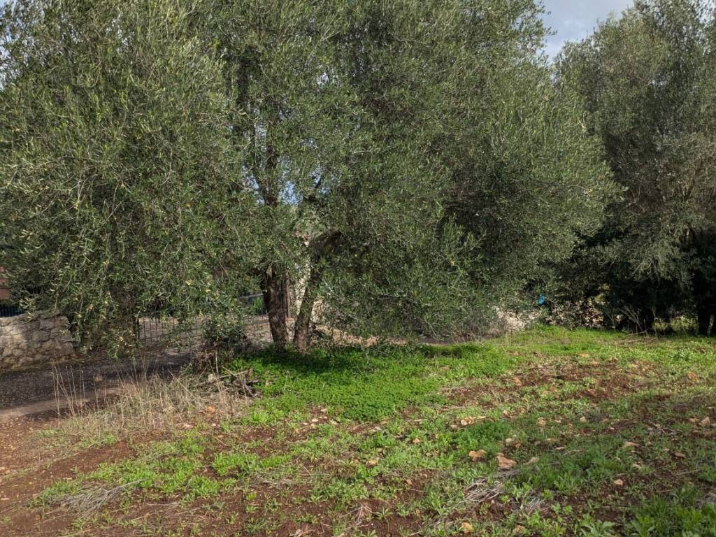 Terreno a Sassari in Strada Vicinale Mastru Santu - Foto 2