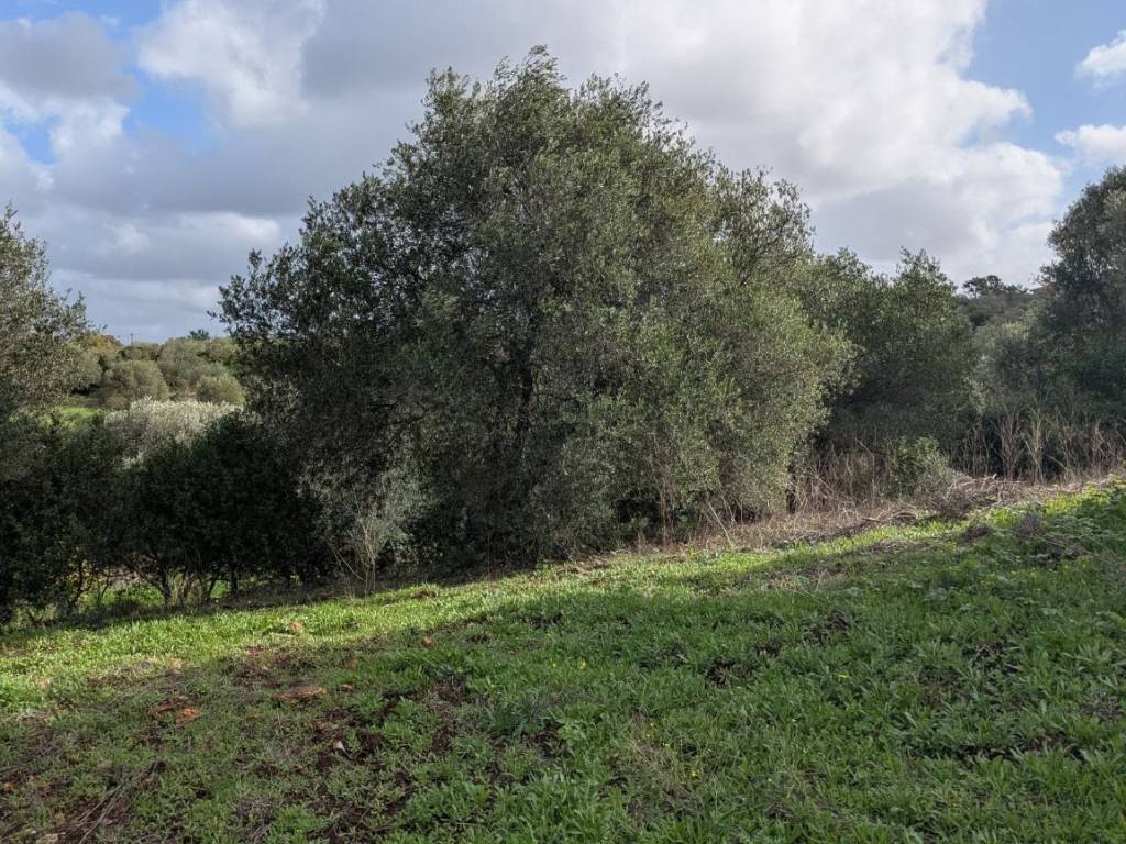 Terreno a Sassari in Strada Vicinale Mastru Santu - Foto 3