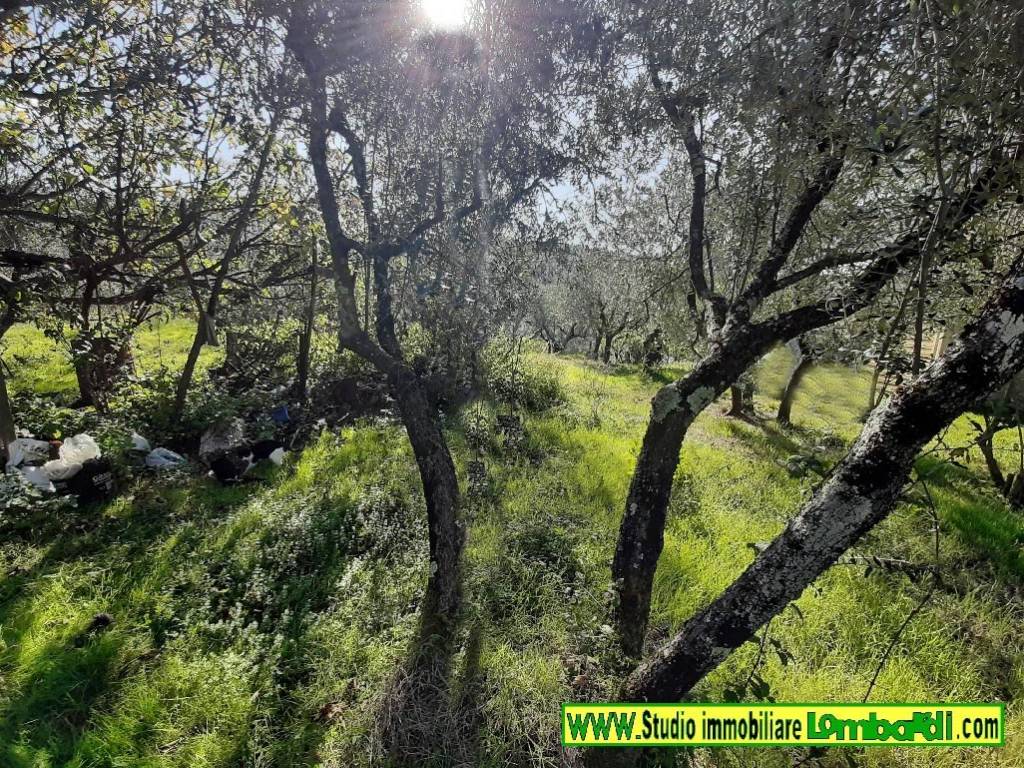 Terreno a Montemurlo in Via Bagnolo di Sopra - Foto 4