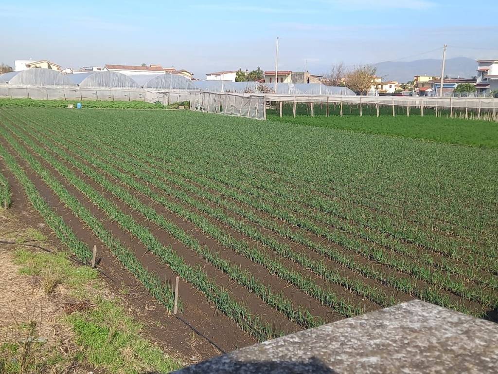 Terreno a Santa maria la carità in Via Fusaro - Foto 2