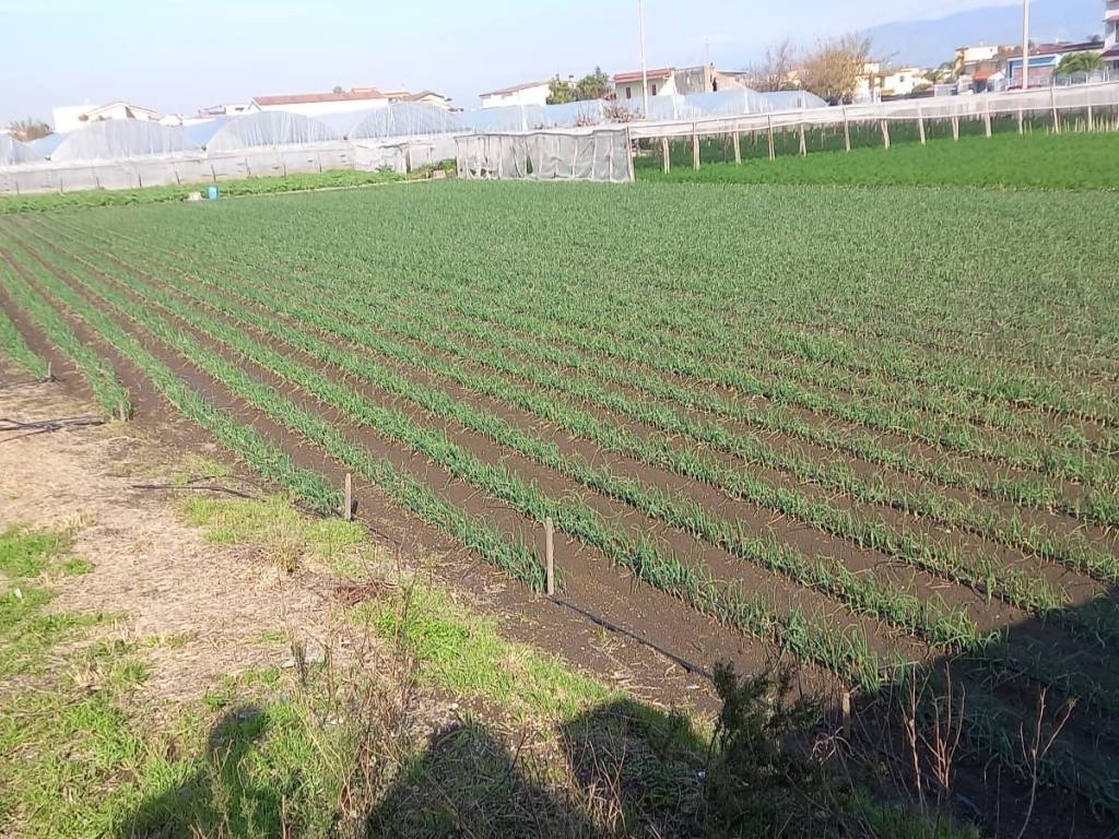 Terreno a Santa maria la carità in Via Fusaro - Foto 3