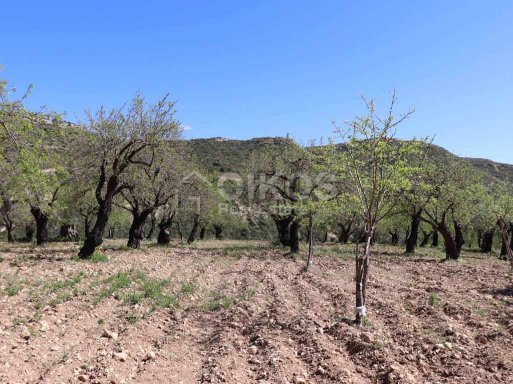 Terreno a Noto in C.da Fiumara - Foto 5