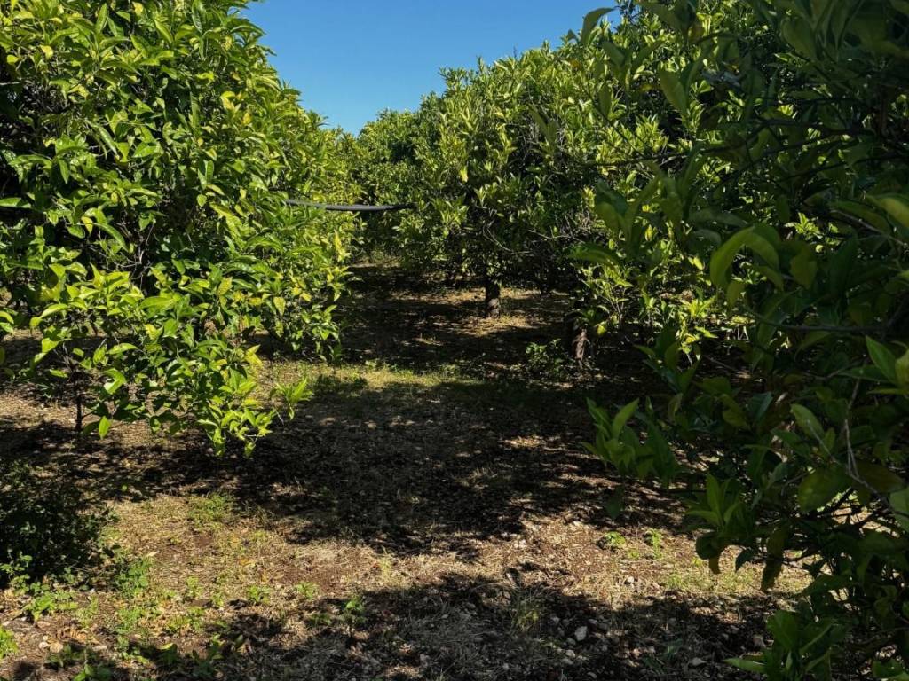 Terreno a Floridia - Foto 4