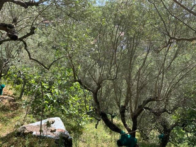 Terreno a Perdifumo in perdifumo - Foto 3