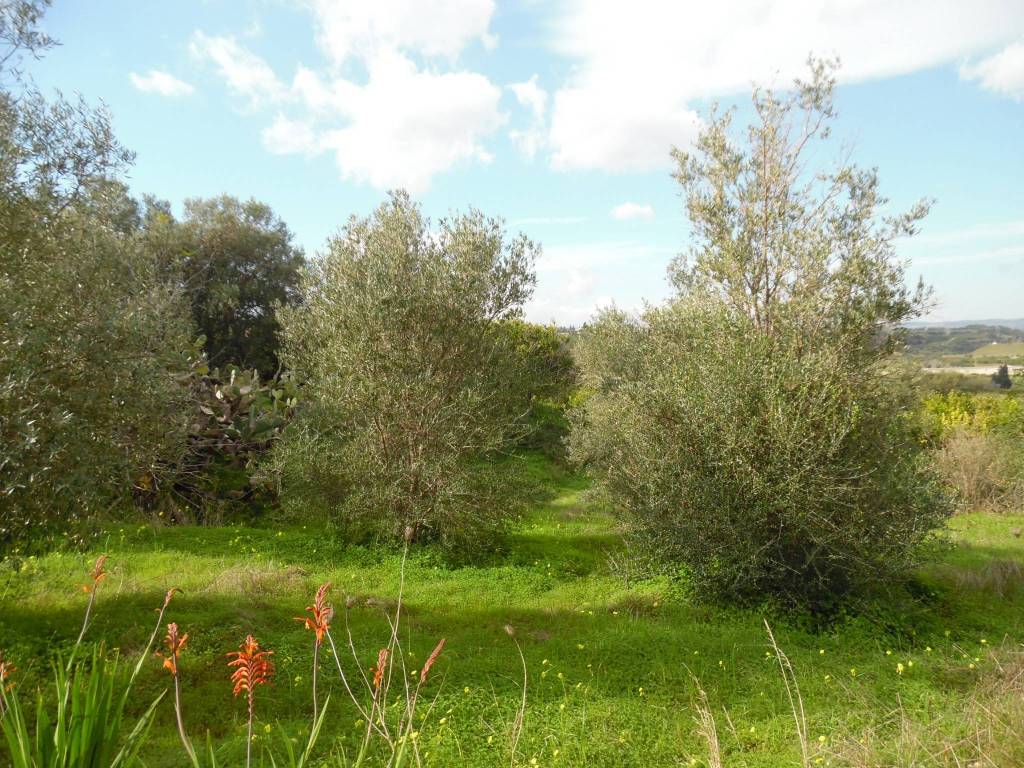 Terreno a Floridia - Foto 3