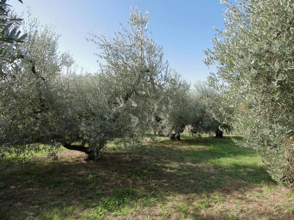 Rustico / casale a Amelia in Strada Amelia Macchie No Number - Foto 5