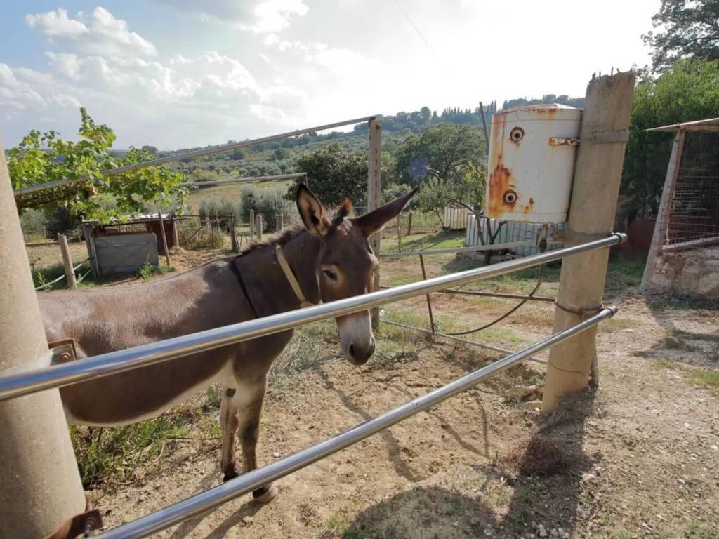 Rustico / casale a Amelia in Strada Di Sacco No Number - Foto 4