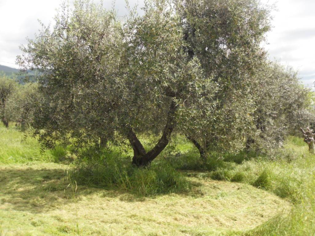 Terreno a Pistoia - Foto 2