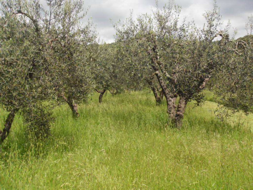 Terreno a Pistoia - Foto 3