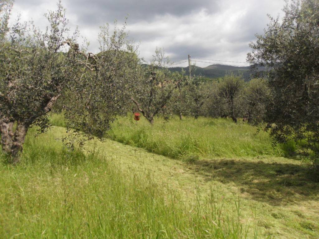 Terreno a Pistoia - Foto 4